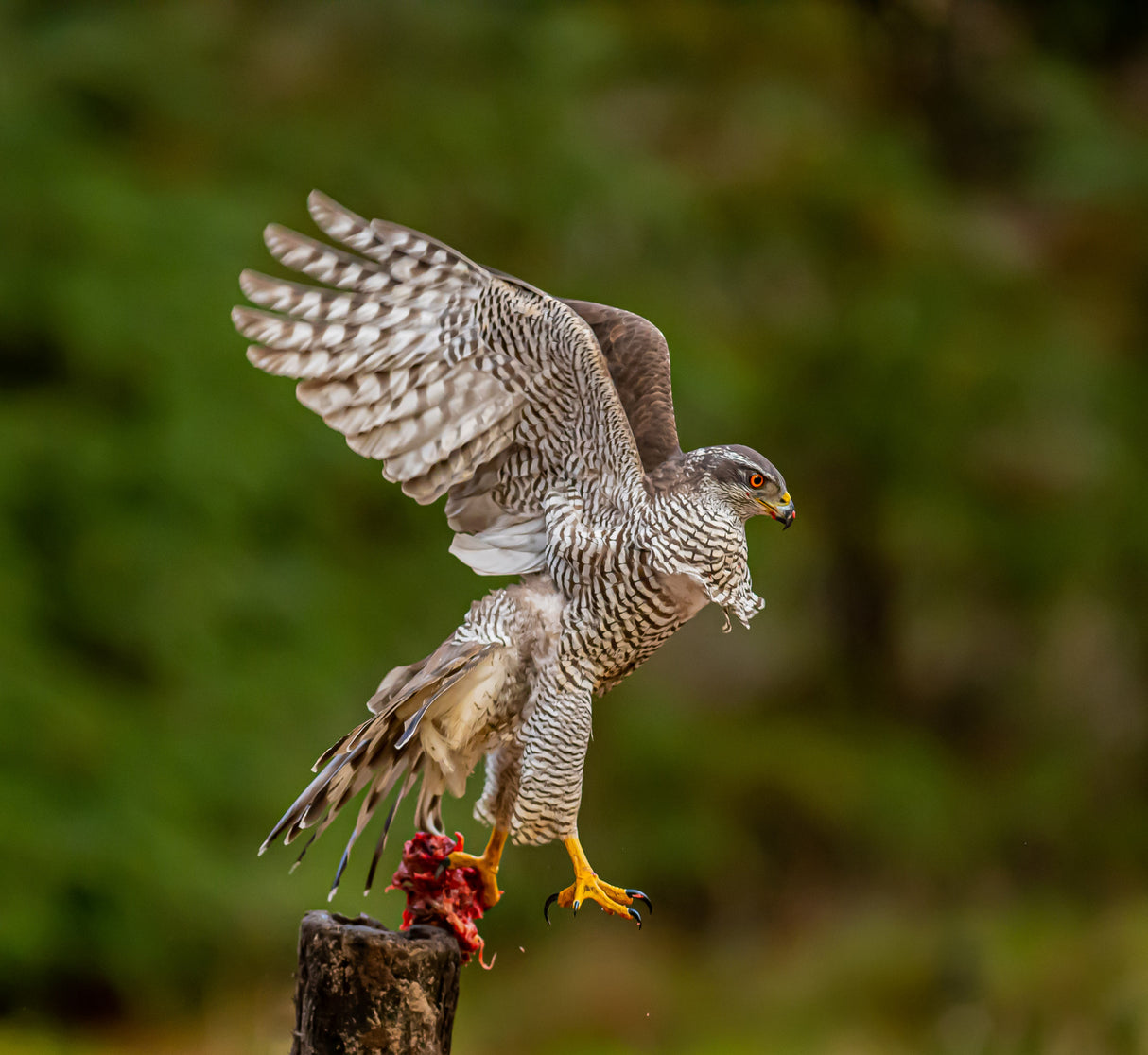 Goshawk with prey Poster och Canvastavla