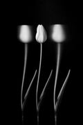 Tulips Poster och Canvastavla