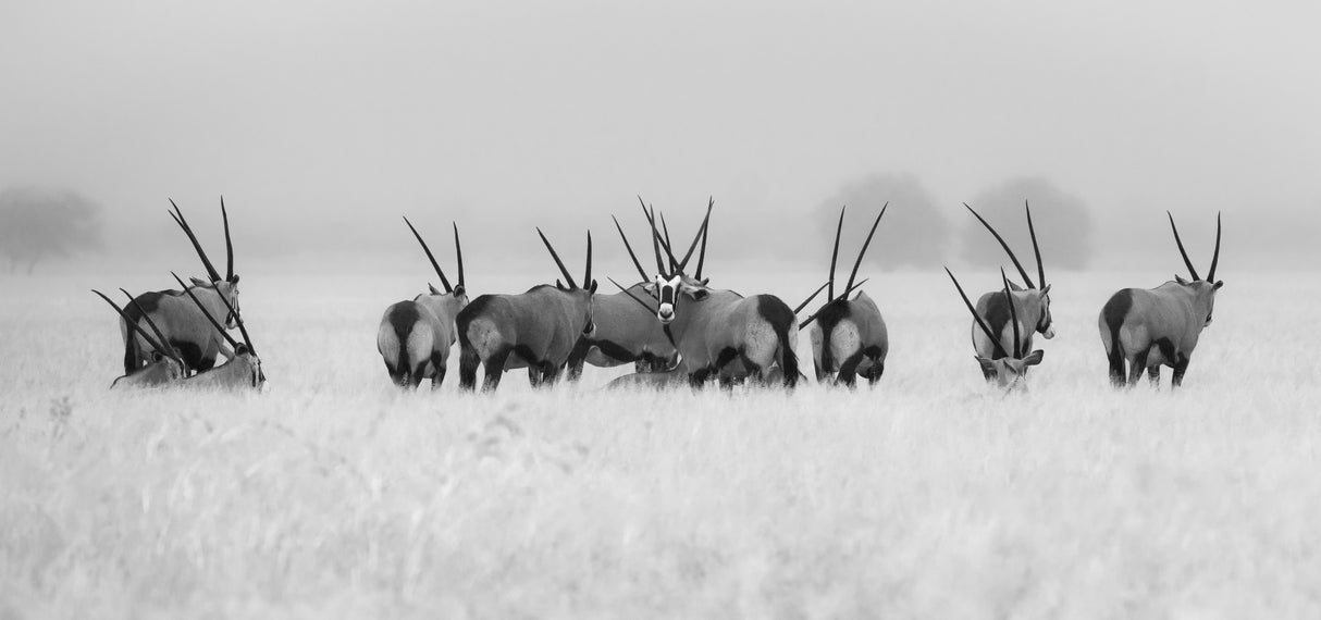 Oryx in the rain Poster och Canvastavla