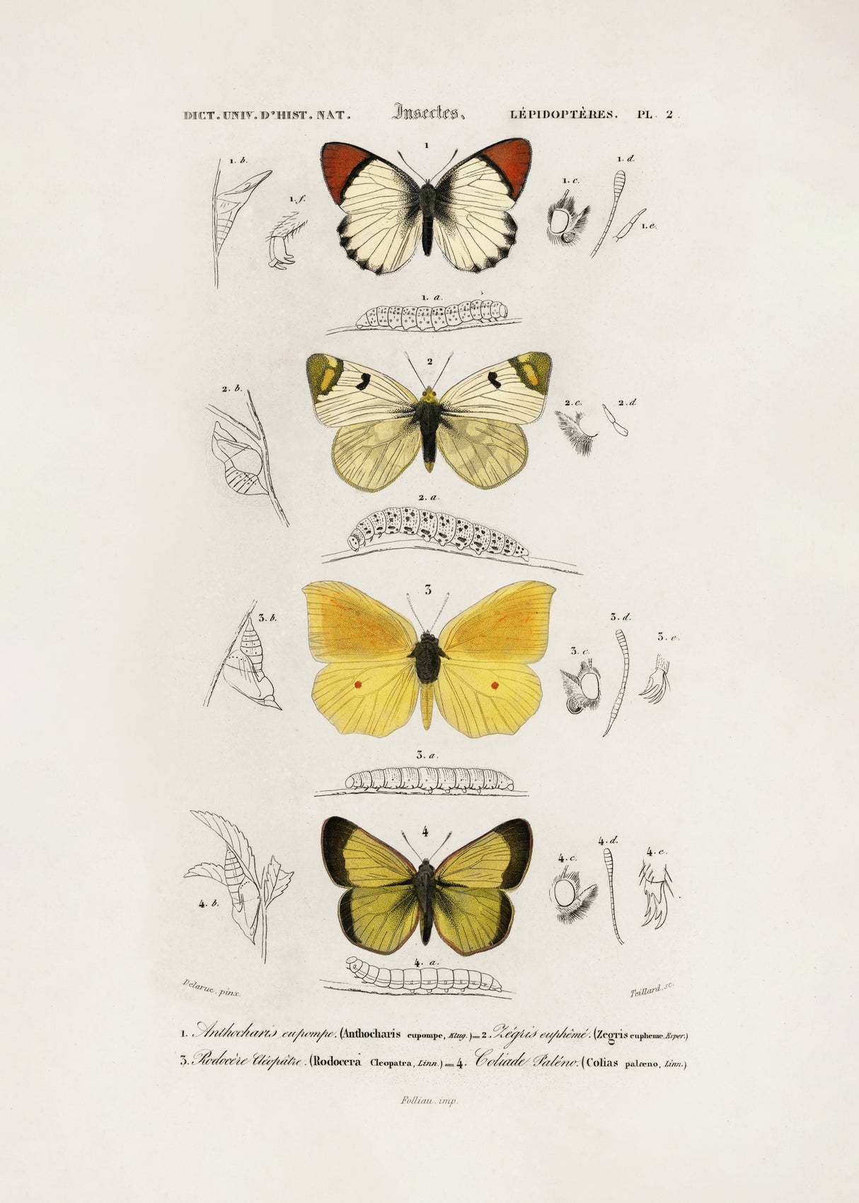Different Types of Butterflies Poster och Canvastavla