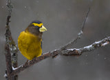 Evening Grosbeak Poster och Canvastavla