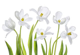 White Tulips Poster och Canvastavla