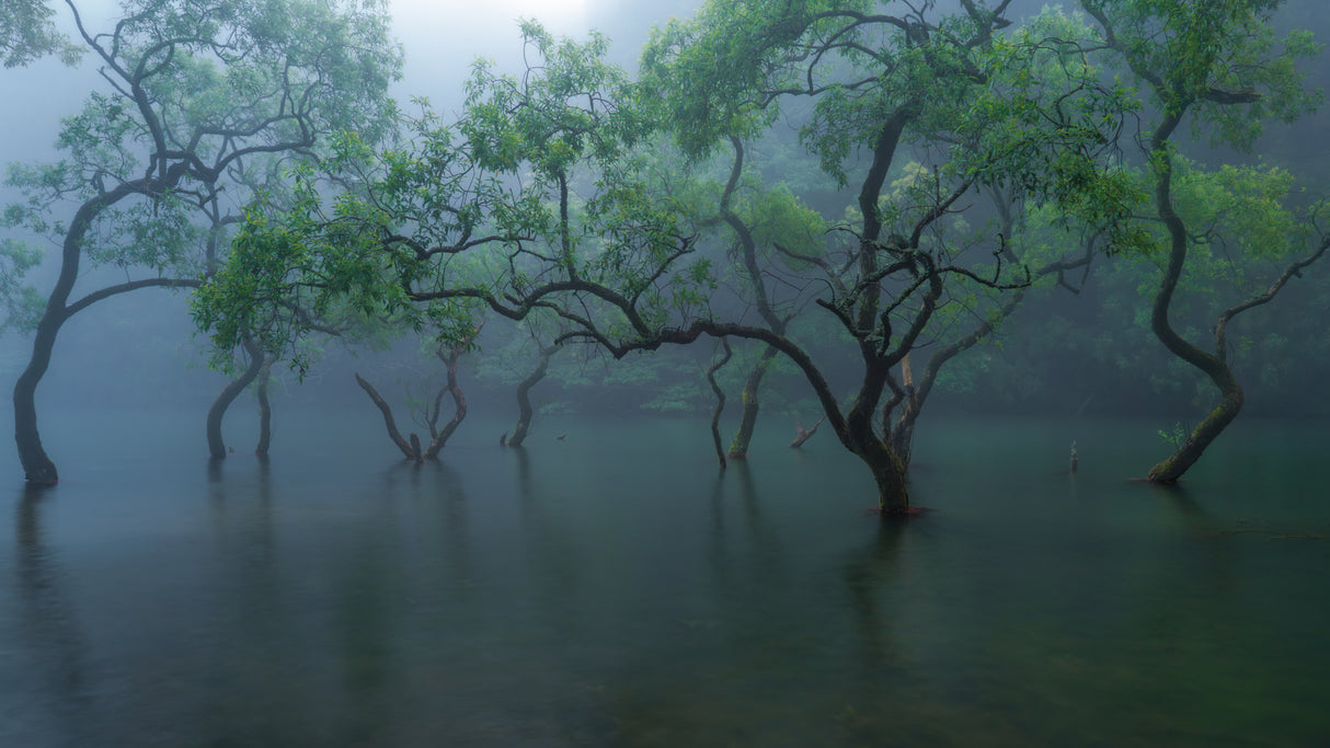 Greenery on the water Poster och Canvastavla