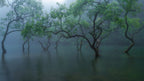 Greenery on the water Poster och Canvastavla
