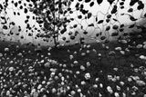 A raining day Poster och Canvastavla