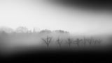 Eight trees in the mist Poster och Canvastavla