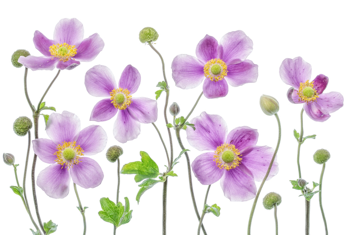 Anemone Japonica Poster och Canvastavla
