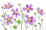 Anemone Japonica Poster och Canvastavla