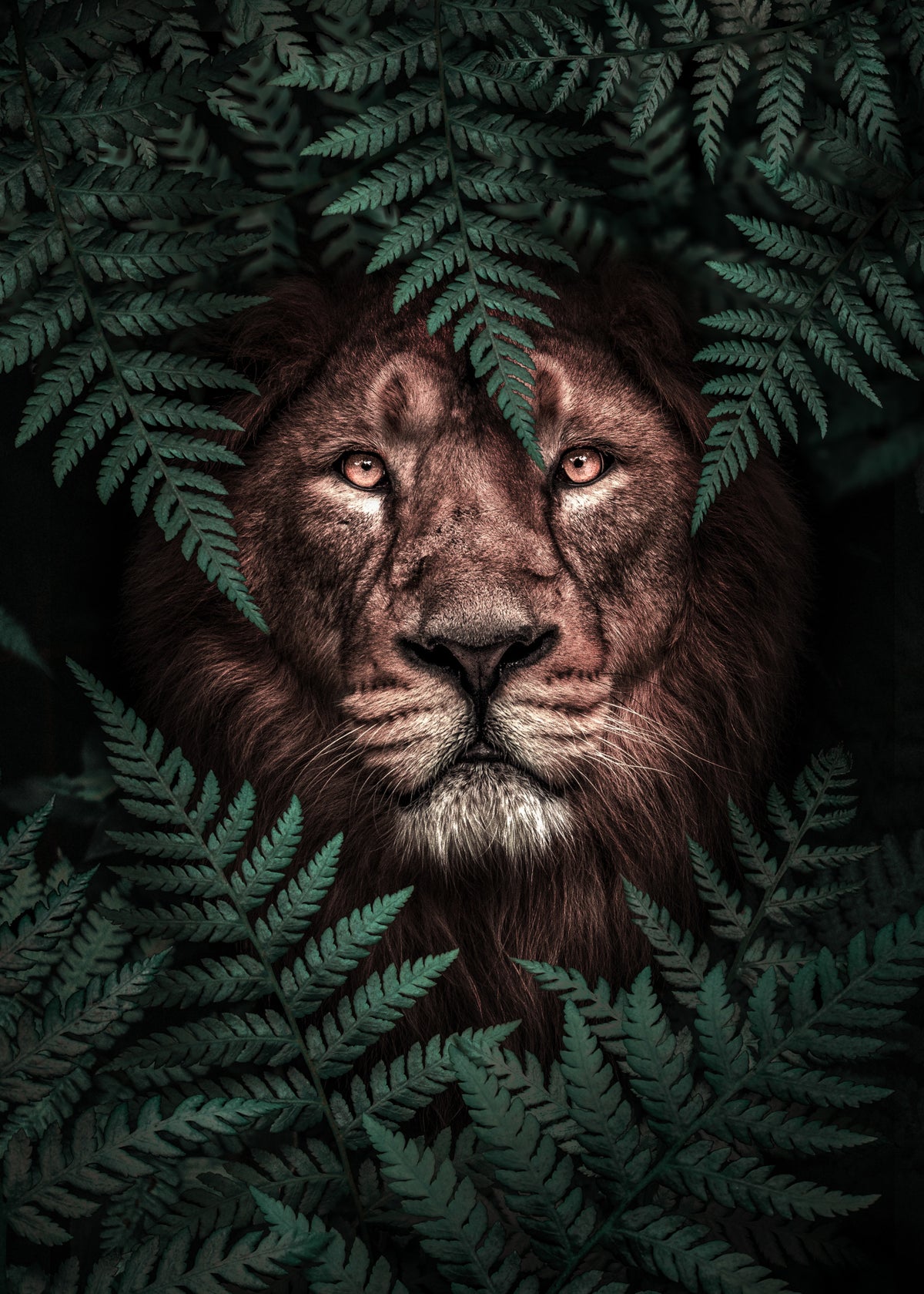 The Lion King Poster och Canvastavla