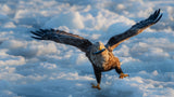 Tailed Sea Eagle Poster och Canvastavla