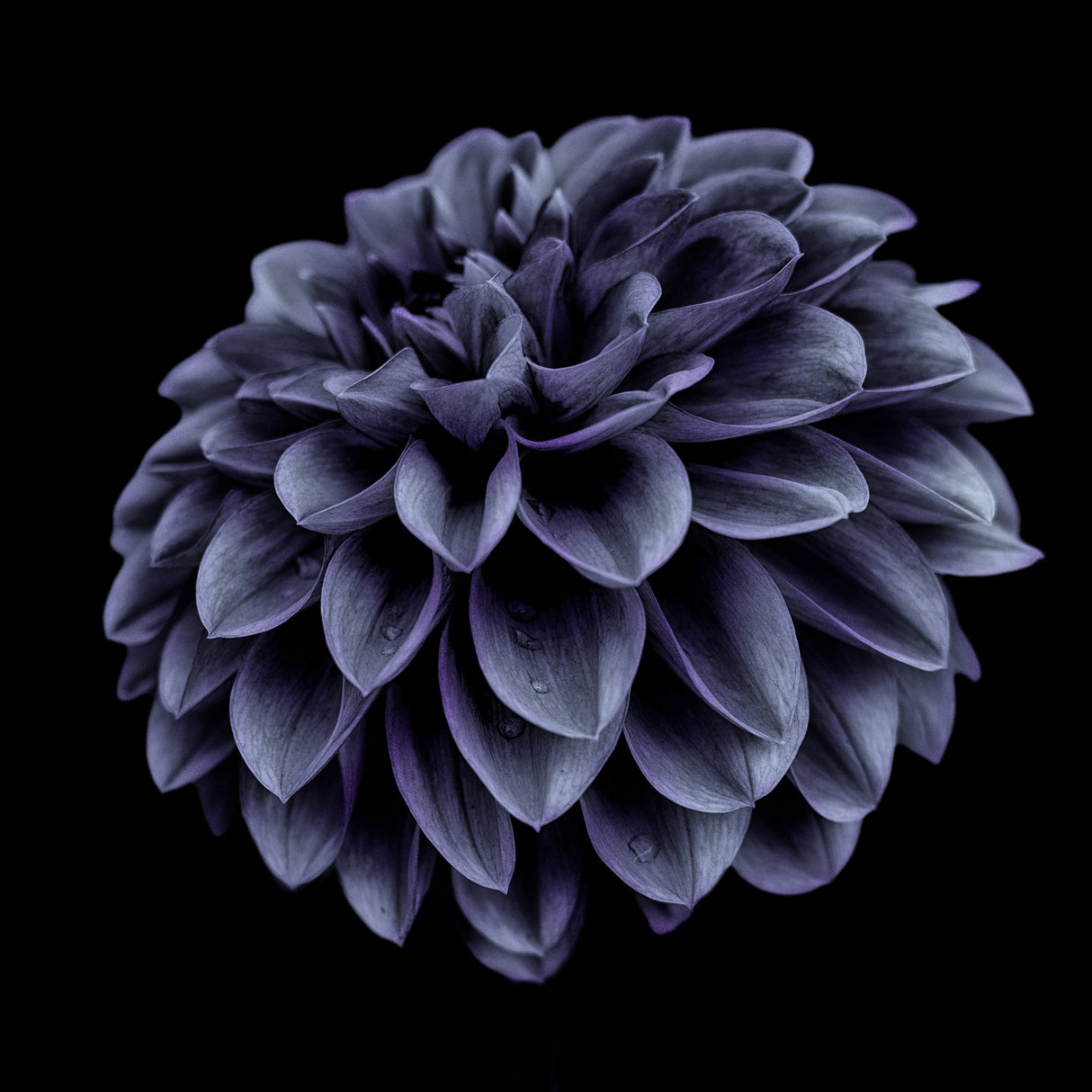 Dahlia blue Poster och Canvastavla