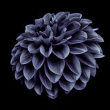 Dahlia blue Poster och Canvastavla