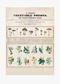Poisonous Mushrooms Irritating Poisons Poster och Canvastavla