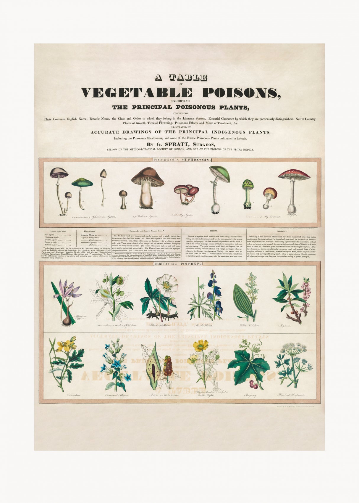 Poisonous Mushrooms Irritating Poisons Poster och Canvastavla