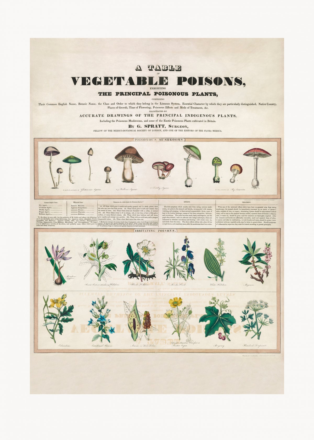 Poisonous Mushrooms Irritating Poisons Poster och Canvastavla