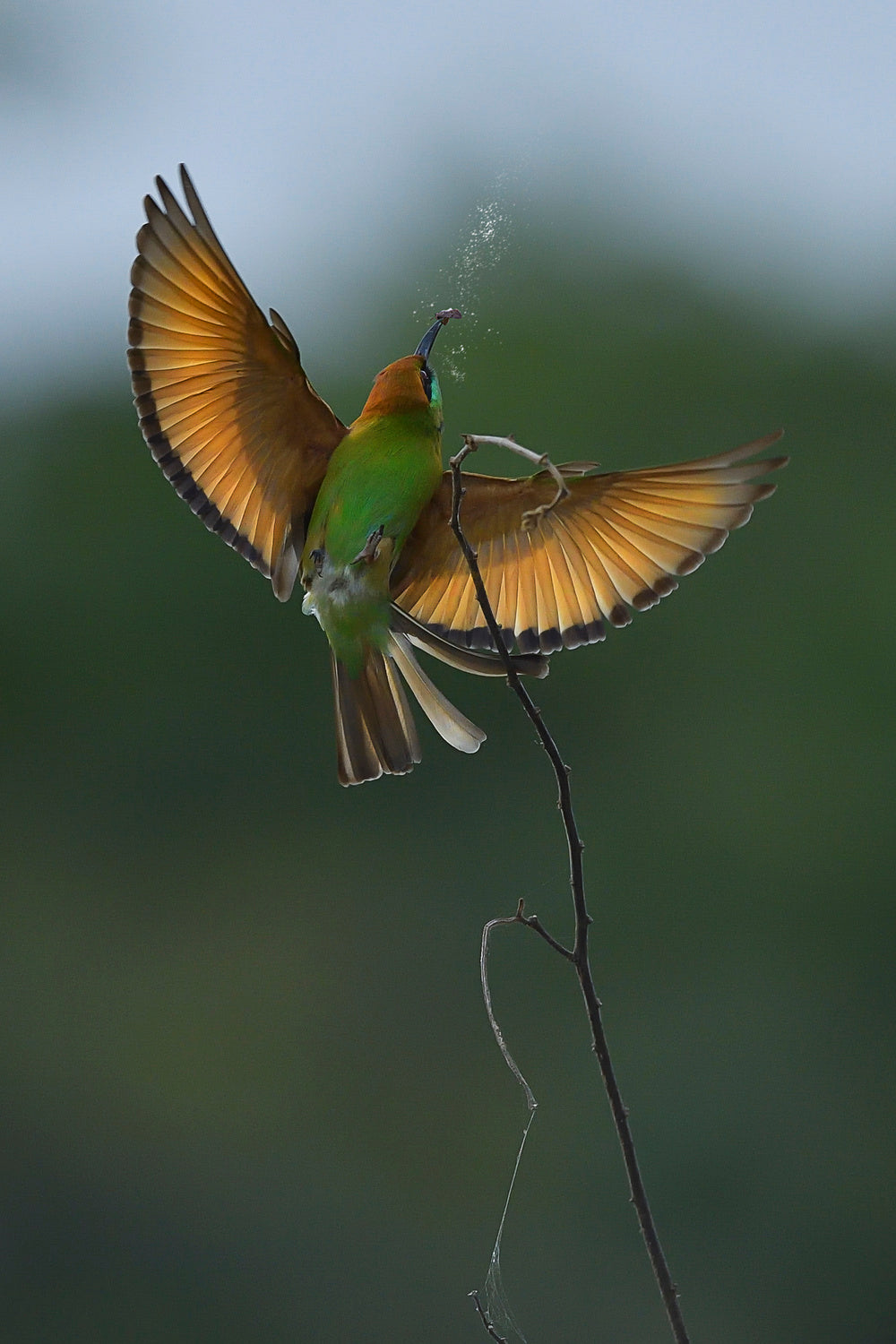 Bee-eater Poster och Canvastavla