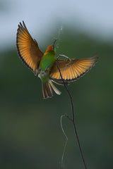 Bee-eater Poster och Canvastavla