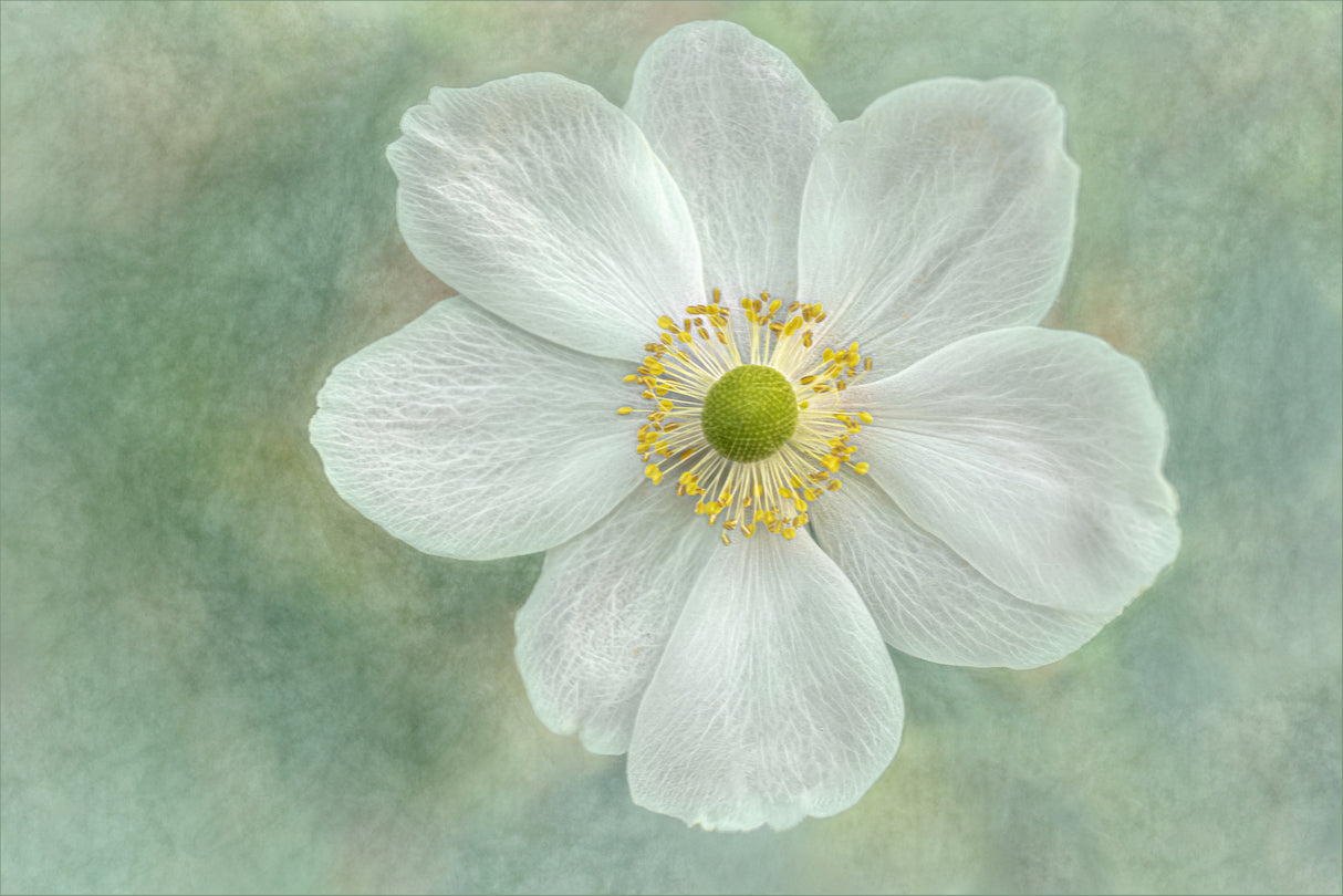 Anemone ‘Honorine Jobert’ Poster och Canvastavla
