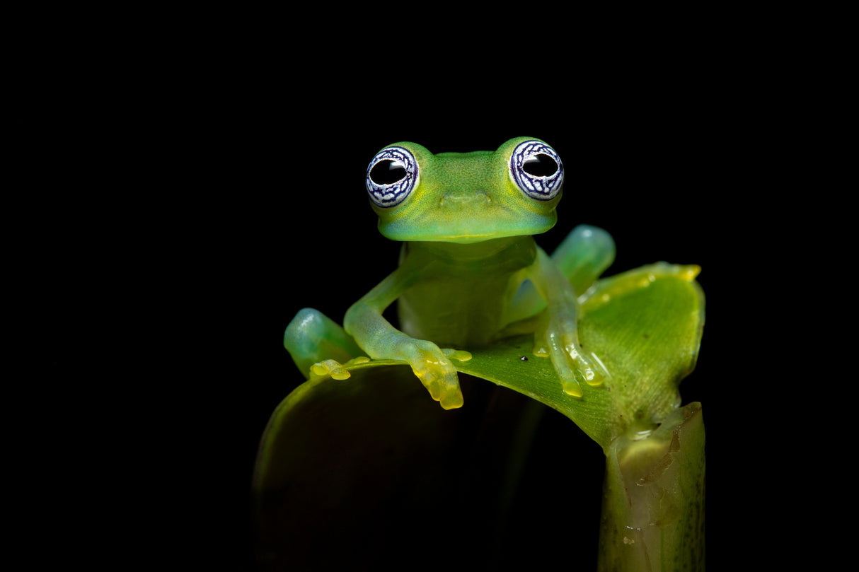 Limon giant glass frog Poster och Canvastavla