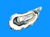 Oyster By the Sea Blue Poster och Canvastavla