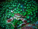 Porcelain Crabs Poster och Canvastavla