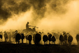 sheep shepherd Poster och Canvastavla