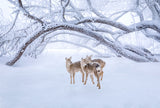 Deers' Walk in Snow Poster och Canvastavla