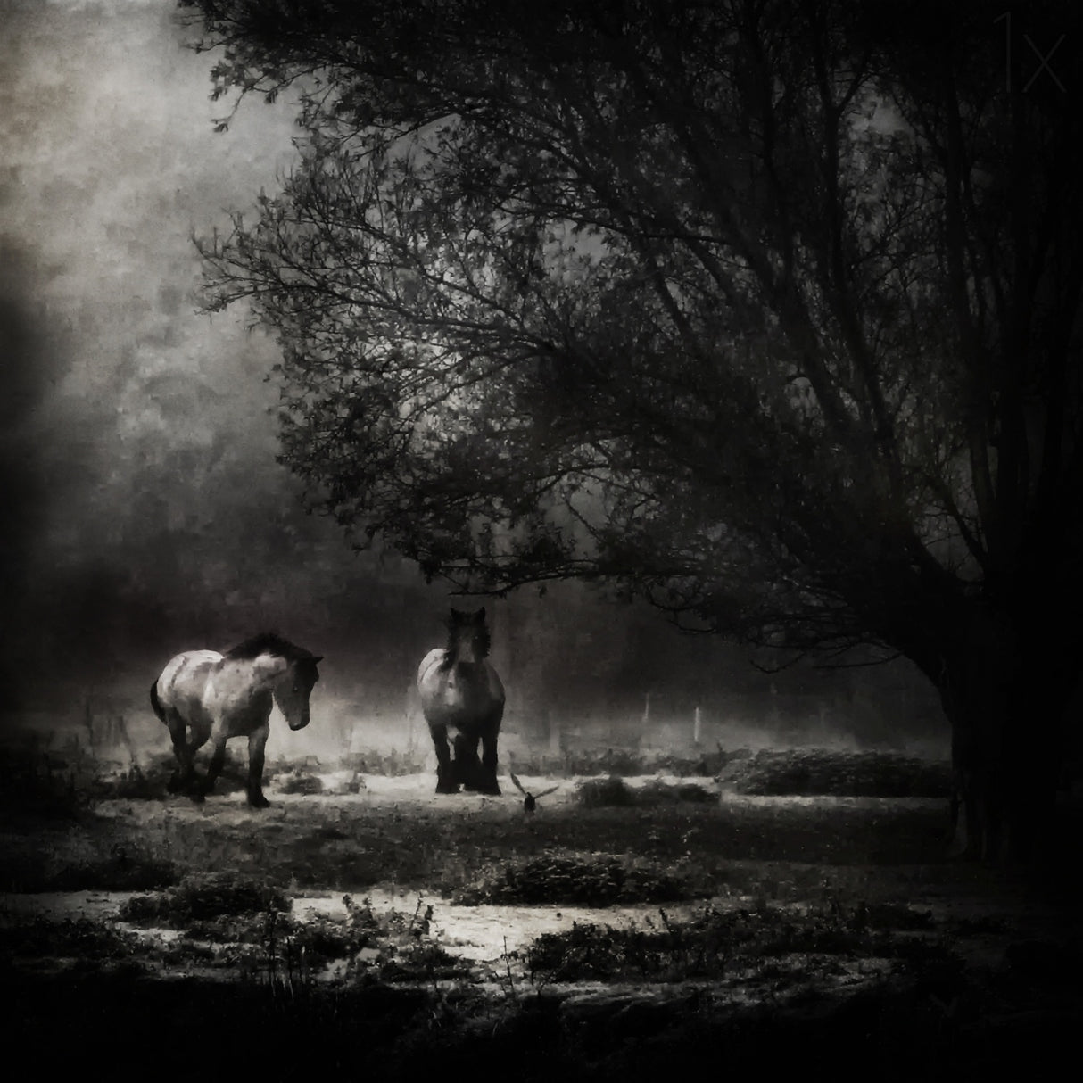 under the willow tree Poster och Canvastavla