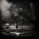 under the willow tree Poster och Canvastavla