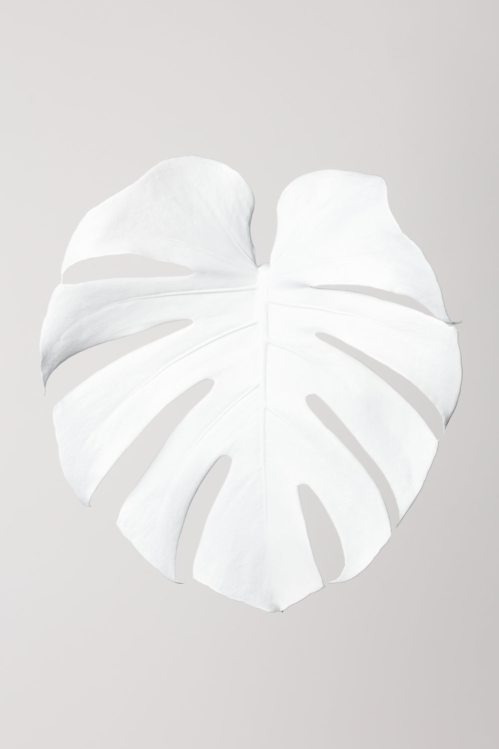 Monstera White 03 Poster och Canvastavla