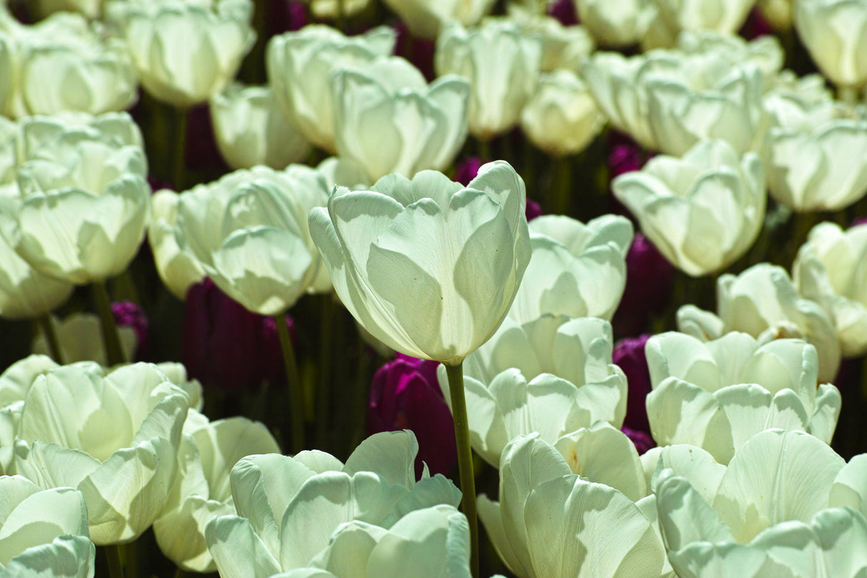 colorful tulips Poster och Canvastavla