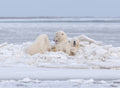 Our ice bed Poster och Canvastavla