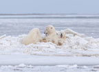 Our ice bed Poster och Canvastavla