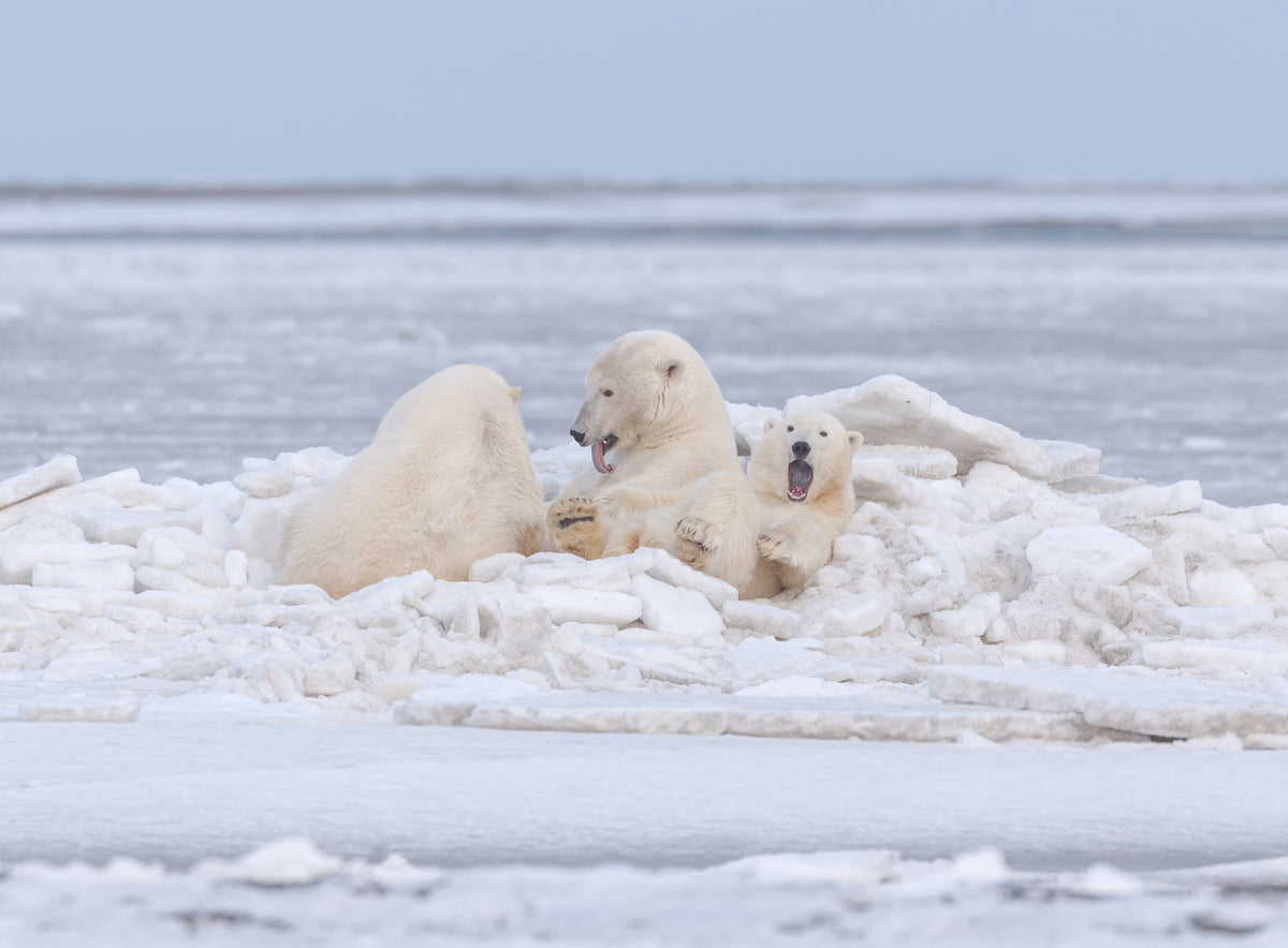 Our ice bed Poster och Canvastavla