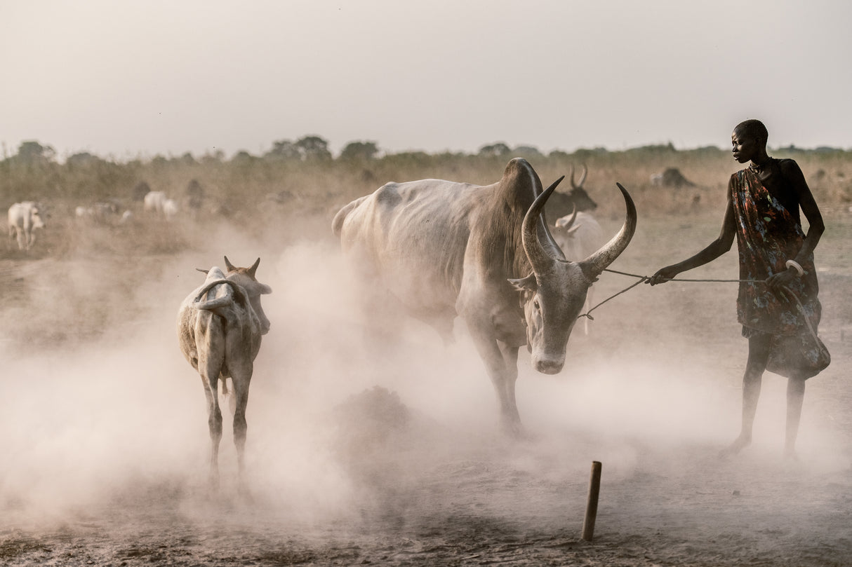 Tethering the bull Poster och Canvastavla