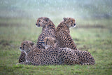 Cheetahs in the rain Poster och Canvastavla