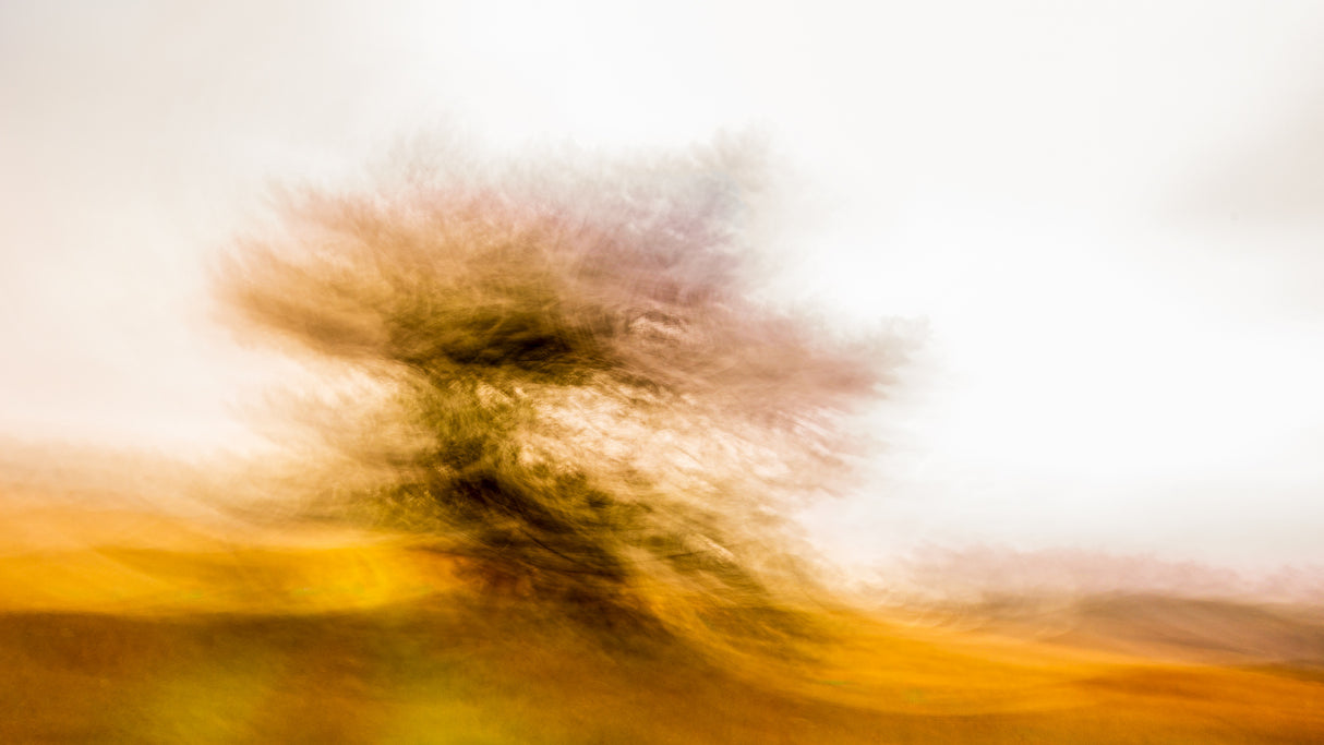 The Dancing Tree Poster och Canvastavla