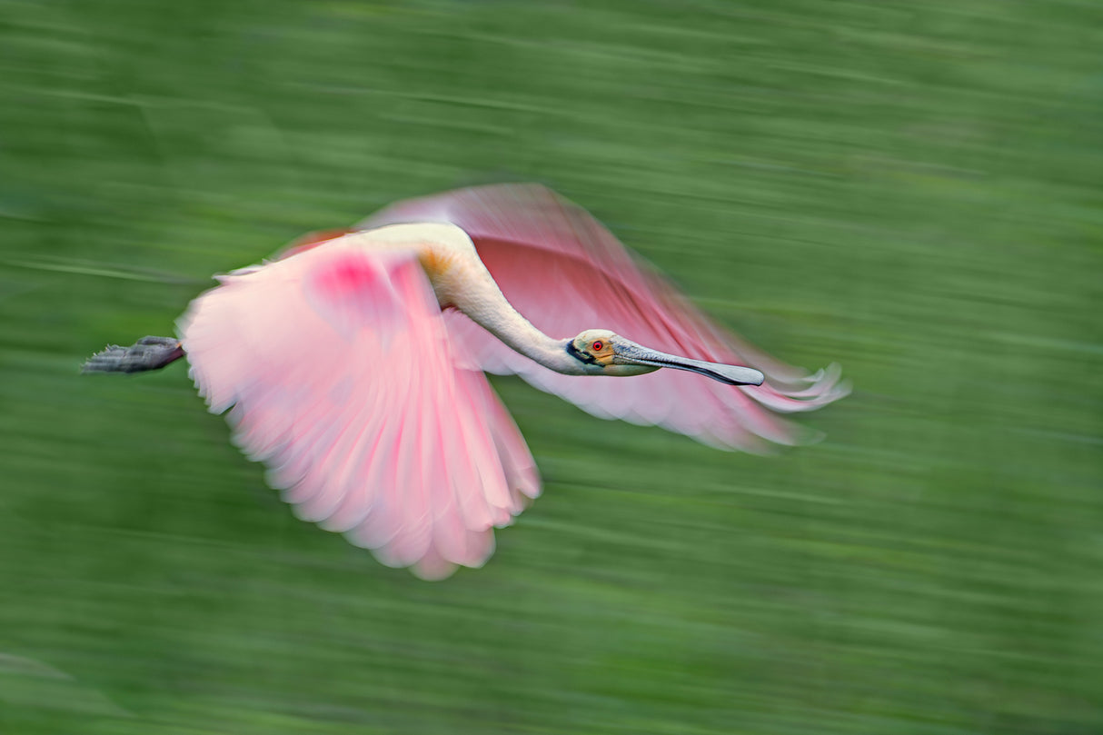 Pink and green Poster och Canvastavla