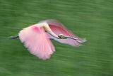 Pink and green Poster och Canvastavla