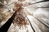 Fall Poster och Canvastavla