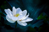 Lotus Poster och Canvastavla