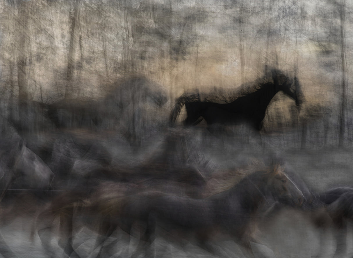 horse rush Poster och Canvastavla