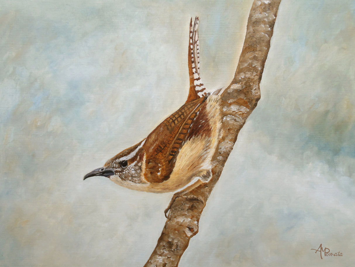 Sweet Carolina Wren Poster och Canvastavla