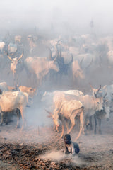 Khartoum cattle camp Poster och Canvastavla
