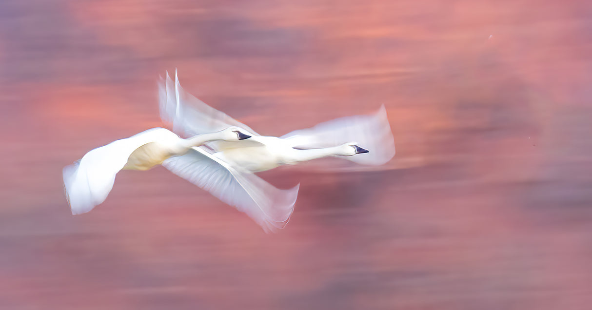 Flying Swans Poster och Canvastavla
