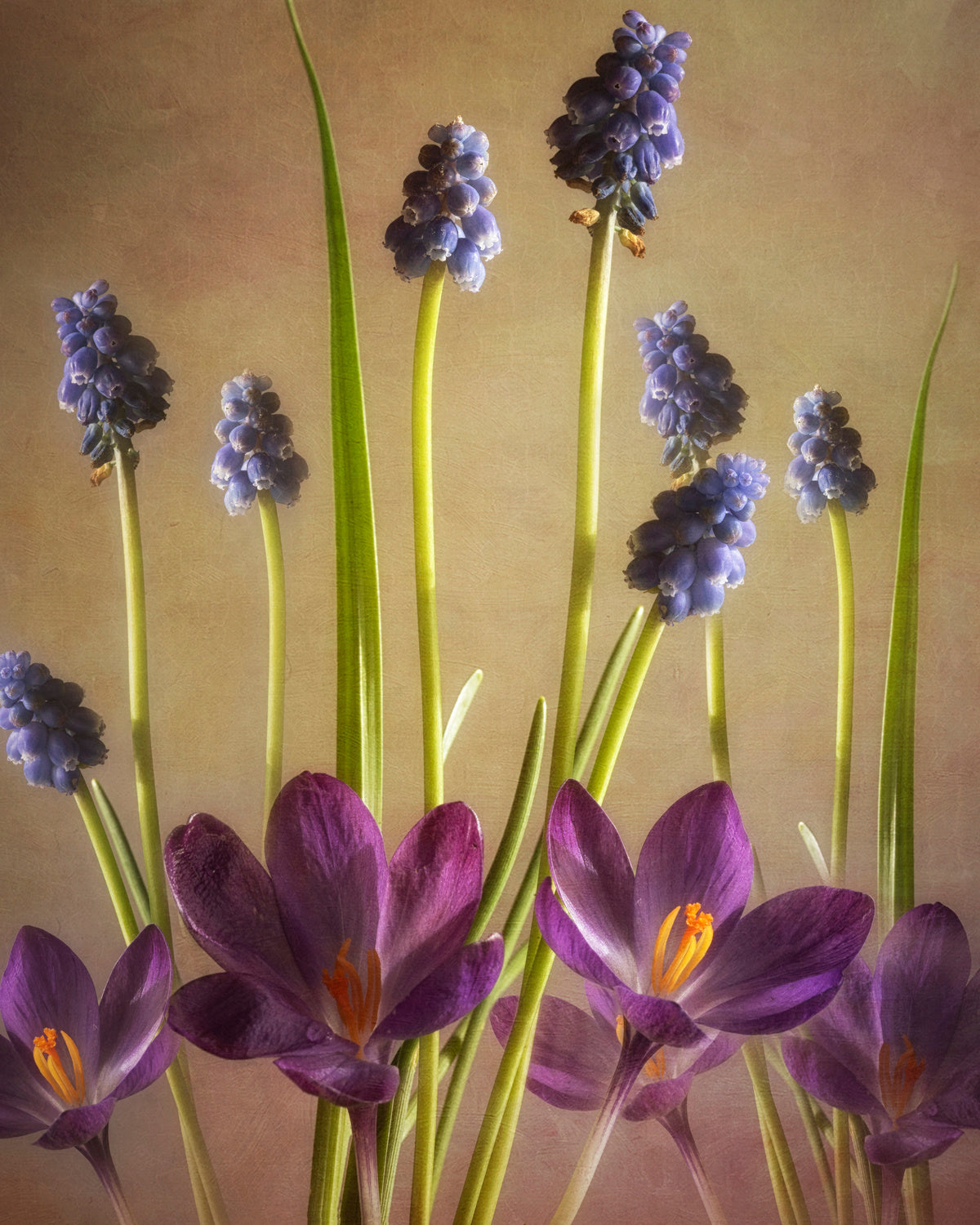 Spring Dance Poster och Canvastavla