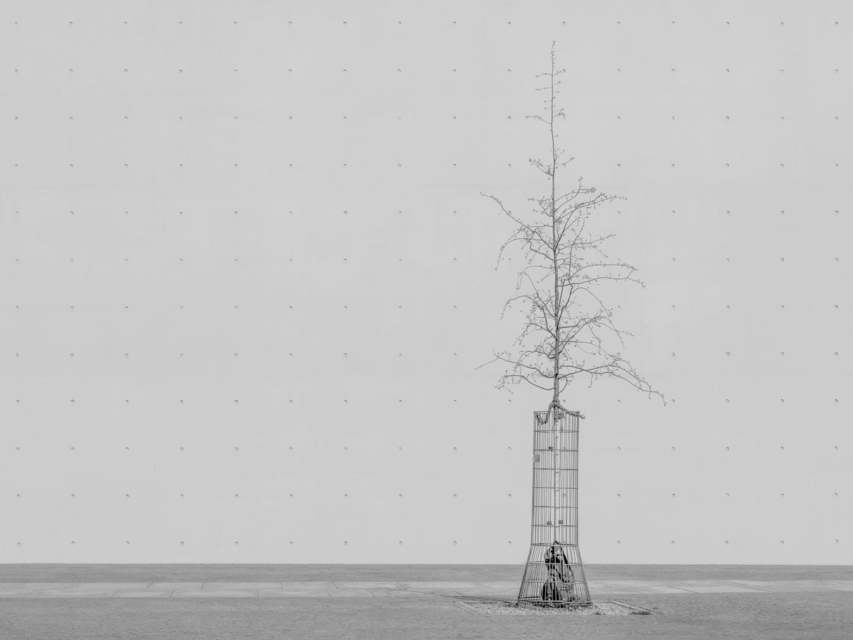 the tree Poster och Canvastavla