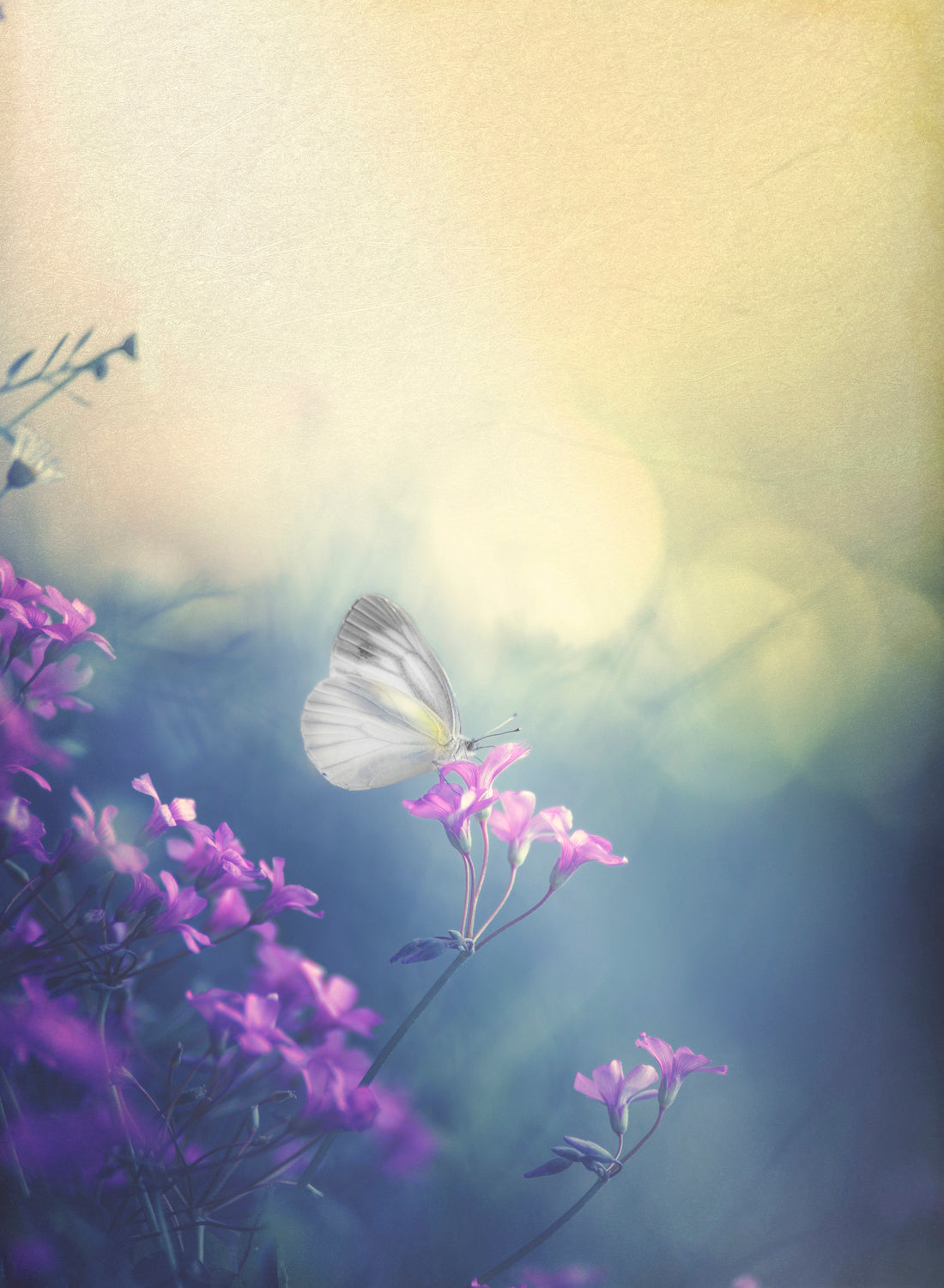 Gentle light and pale atmosphere Poster och Canvastavla