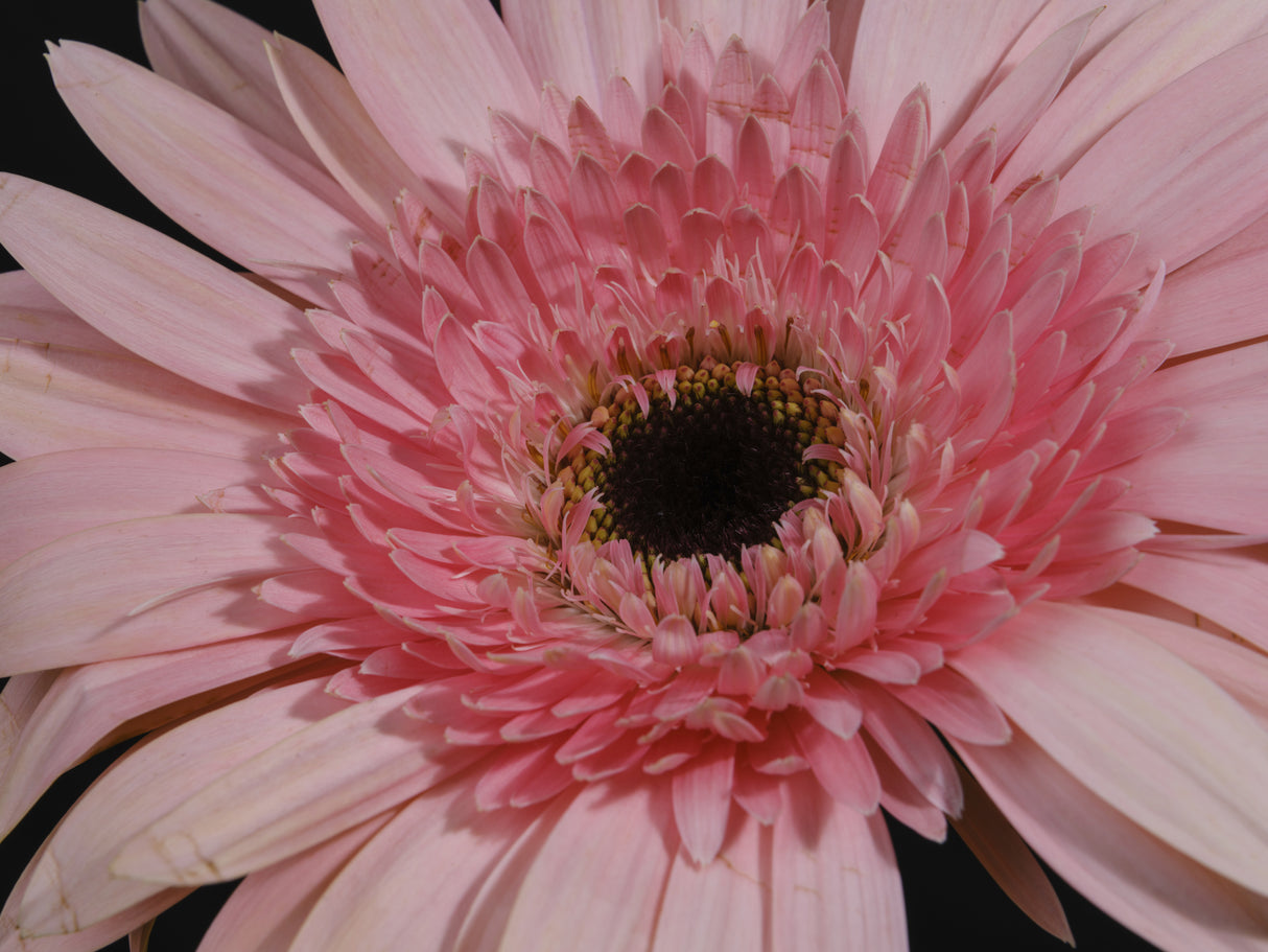 beautiful flower Poster och Canvastavla