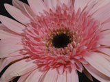 beautiful flower Poster och Canvastavla